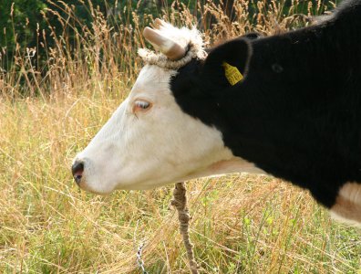 spływy kajakowe  - konkurs-2006-rozstrzygniety