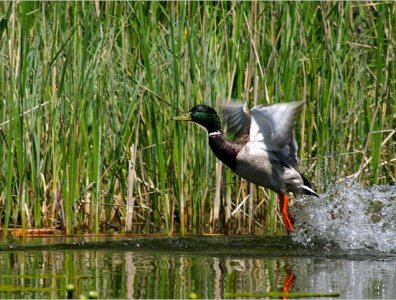 spływy kajakowe  - konkurs-2006-rozstrzygniety