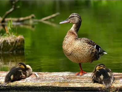 spływy kajakowe  - konkurs-2006-rozstrzygniety