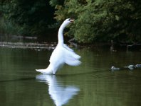 Łabądź straszący w okolicy Krutyni - podobno wywrócił kilka kajaków... uważajcie