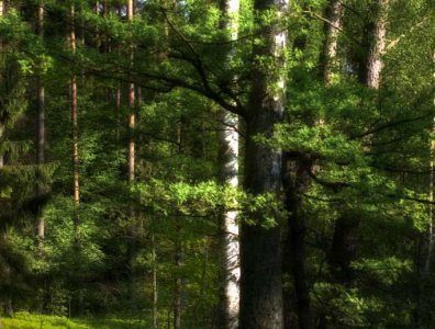 spływy kajakowe  - krajobrazy