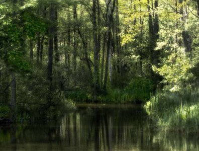 spływy kajakowe  - krajobrazy