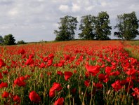 Zdjęcia z naszych spływów kajakowych - krutynia-krajobrazy