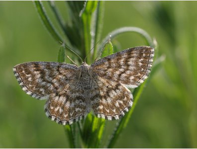 spływy kajakowe  - krutynia-motyle
