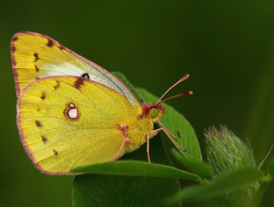 spływy kajakowe  - krutynia-motyle