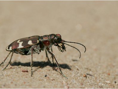 spływy kajakowe  - krutynia-owady