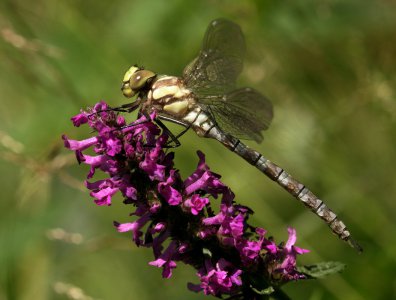 spływy kajakowe  - krutynia-owady