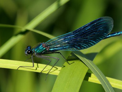 spływy kajakowe  - krutynia-owady