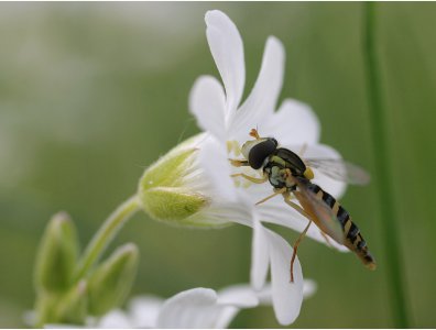 spływy kajakowe  - krutynia-owady