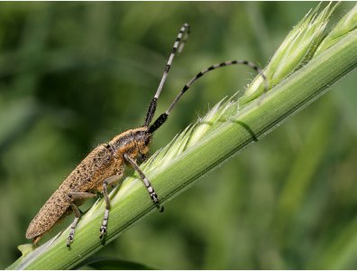 spływy kajakowe  - krutynia-owady