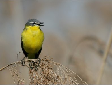 spływy kajakowe  - krutynia-ptaki