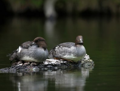 spływy kajakowe  - krutynia-ptaki