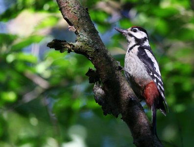 spływy kajakowe  - krutynia-ptaki