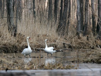 spływy kajakowe  - krutynia-ptaki