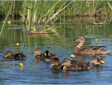 spływy kajakowe  - krutynia-ptaki