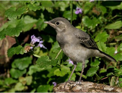 spływy kajakowe  - krutynia-ptaki