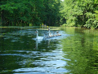 spływy kajakowe  - splyw-krutynia-2007