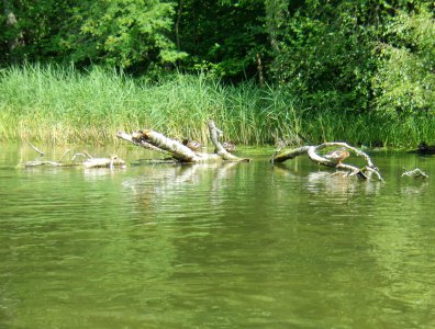 spływy kajakowe  - splyw-krutynia-2007
