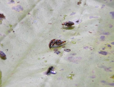 spływy kajakowe  - krutynia-05-12-08-2007