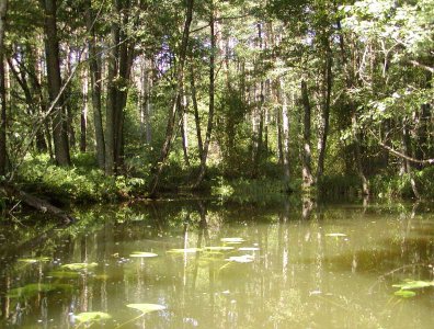 spływy kajakowe  - krutynia-05-12-08-2007
