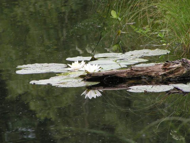 Brak tytułu