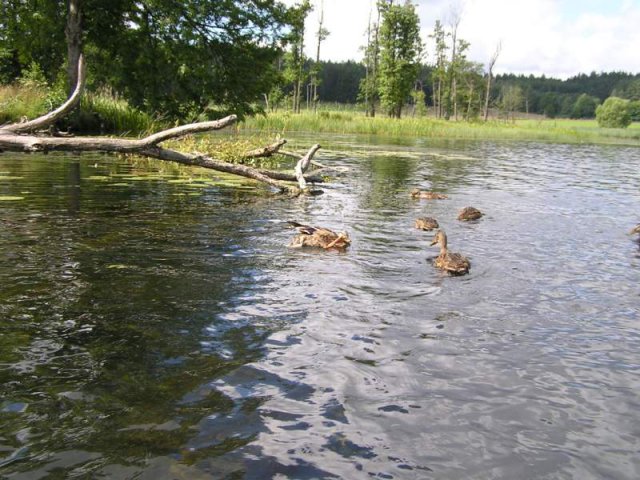 Brak tytułu