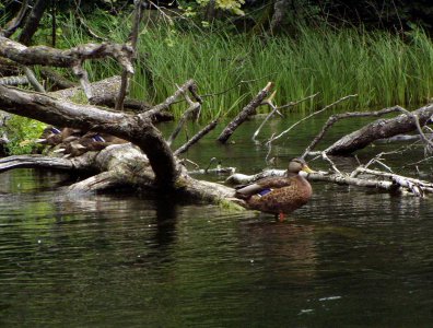 spływy kajakowe  - krutynia-1-10-08-2005