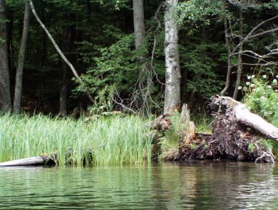 spływy kajakowe  - krutynia-1-10-08-2005