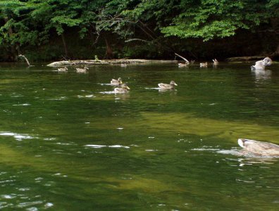spływy kajakowe  - krutynia-1-10-08-2005