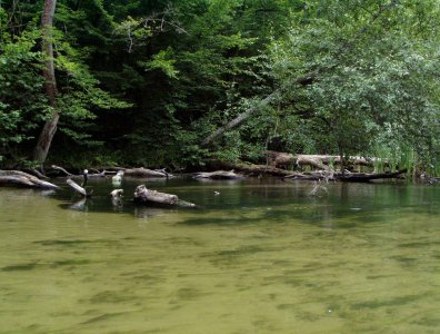 spływy kajakowe  - krutynia-1-10-08-2005