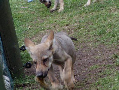 spływy kajakowe  - krutynia-1-10-08-2005