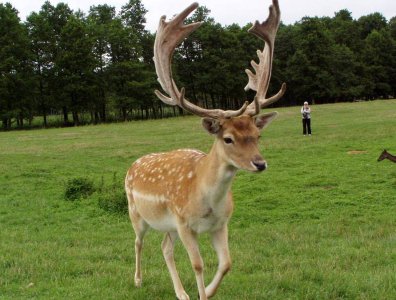 spływy kajakowe  - krutynia-1-10-08-2005