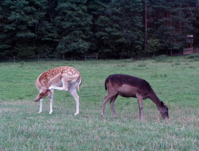 spływy kajakowe  - krutynia-1-10-08-2005