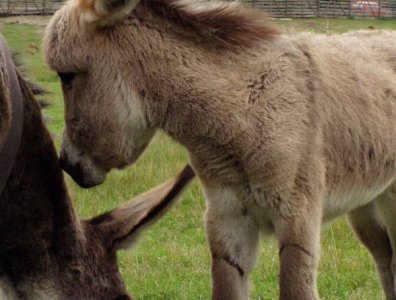spływy kajakowe  - krutynia-1-10-08-2005