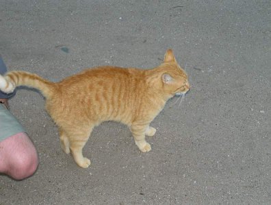 spływy kajakowe  - krutynia-1-10-08-2005