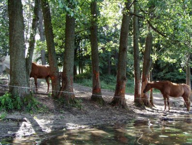 spływy kajakowe  - krutynia-1-10-08-2005