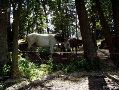 spływy kajakowe  - krutynia-1-10-08-2005