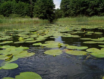spływy kajakowe  - krutynia-1-10-08-2005