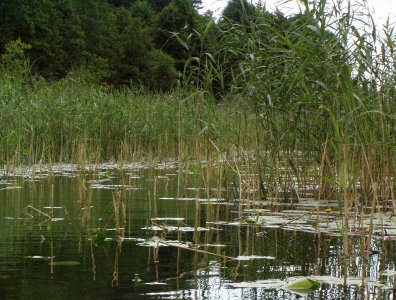 spływy kajakowe  - krutynia-1-10-08-2005