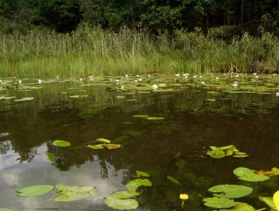 spływy kajakowe  - krutynia-1-10-08-2005