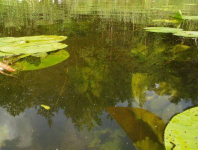 spływy kajakowe  - krutynia-1-10-08-2005