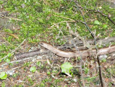 spływy kajakowe  - krutynia-1-10-08-2005