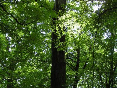 spływy kajakowe  - krutynia-1-10-08-2005