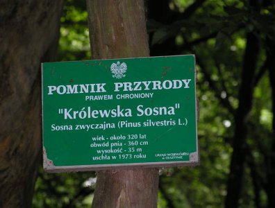 spływy kajakowe  - krutynia-1-10-08-2005