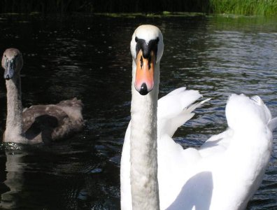spływy kajakowe  - krutynia-1-10-08-2005
