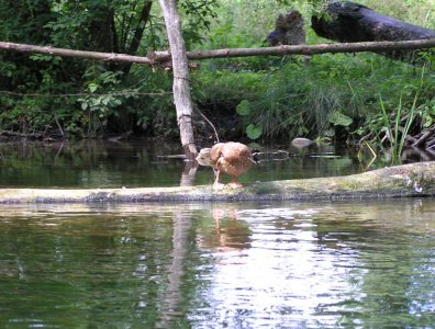 spływy kajakowe  - krutynia-1-10-08-2005