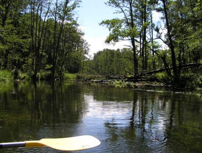 spływy kajakowe  - krutynia-1-10-08-2005