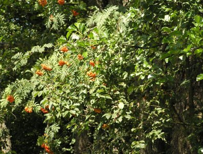 spływy kajakowe  - krutynia-1-10-08-2005