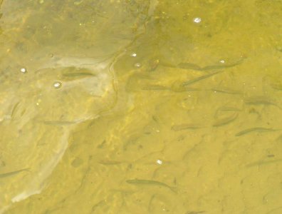 spływy kajakowe  - krutynia-1-10-08-2005