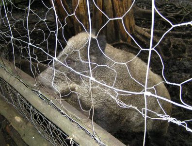 spływy kajakowe  - krutynia-1-10-08-2005